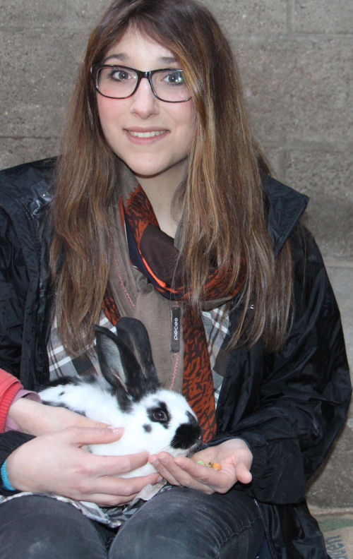 lapins